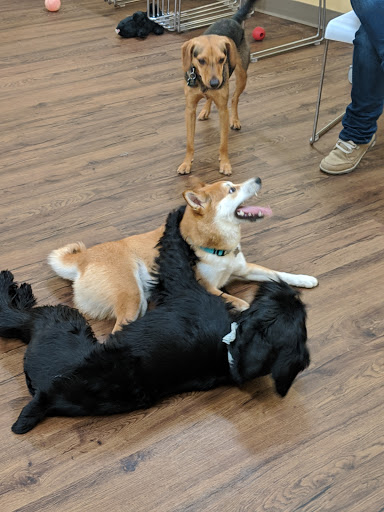 Pet Supply Store «PetPeople», reviews and photos, 3330 Washtenaw Ave, Ann Arbor, MI 48104, USA