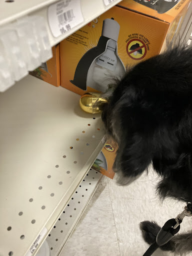 Pet Supply Store «Pet Life | Supplies, Services & Knowledge», reviews and photos, 4 Scamman St, Saco, ME 04072, USA