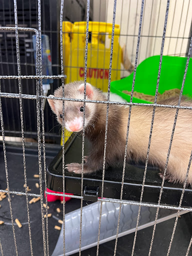 Pet Supply Store «Pet Supplies Plus», reviews and photos, 175 Memorial Ave, West Springfield, MA 01089, USA