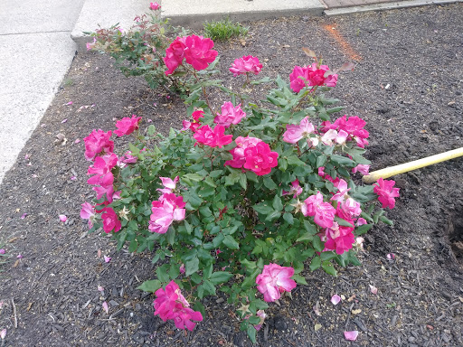 Golf Course «Reston National Golf Course», reviews and photos, 11875 Sunrise Valley Dr, Reston, VA 20191, USA