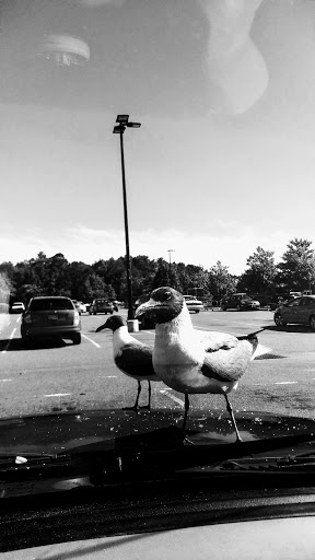 Department Store «Walmart Supercenter», reviews and photos, 4620 E Black Horse Pike, Mays Landing, NJ 08330, USA