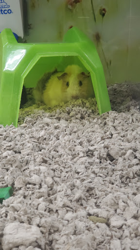 Pet Supply Store «Petco Animal Supplies», reviews and photos, 2515 Corridor Way #3, Coralville, IA 52241, USA