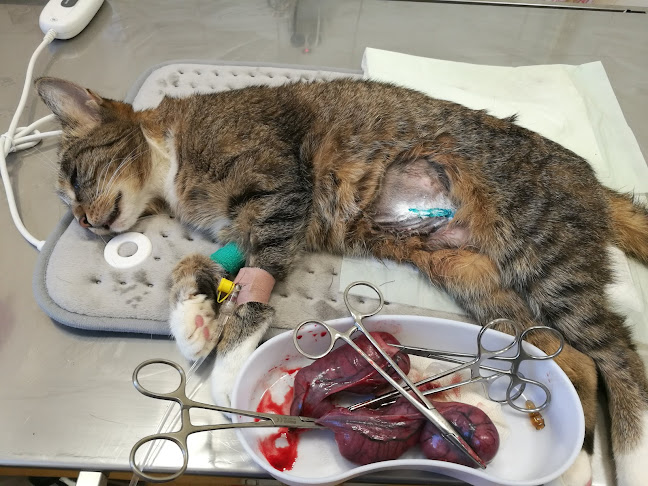 Veterinárna klinika Ružomberok, s. r. o. - Ružomberok
