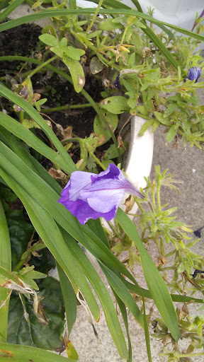 Park «Fox Park», reviews and photos, Ocean Ave, Wildwood, NJ 08260, USA