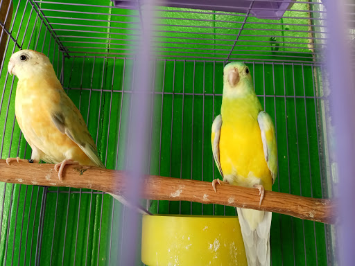 Pet Store «Inez Pet Shop», reviews and photos, 3825 Whittier Blvd, Los Angeles, CA 90023, USA