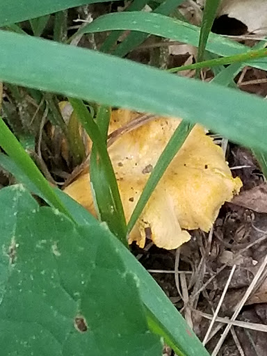 Hiking Area «Gold Branch Trail», reviews and photos, 6156 Lower Roswell Rd, Marietta, GA 30068, USA