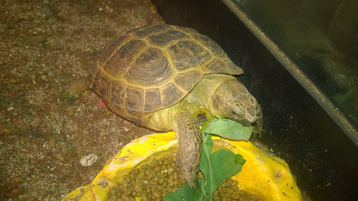 Pet Supply Store «Farmyard Feed», reviews and photos, 27705 Dutcher Creek Rd, Cloverdale, CA 95425, USA