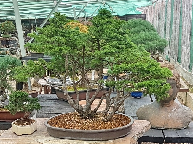 Bonsai-Centrum Wiesbaden