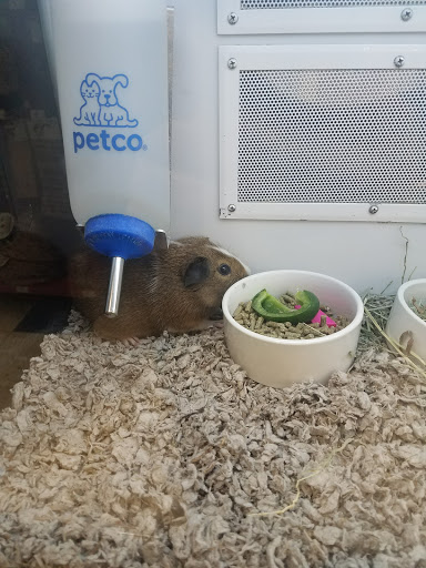 Pet Supply Store «Petco», reviews and photos, 590 E Waterfront Dr, Homestead, PA 15120, USA