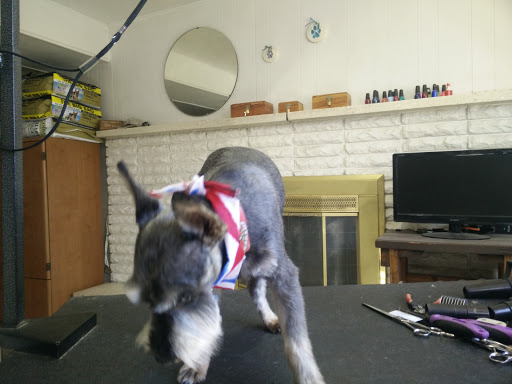 Shep's Canine Boutique