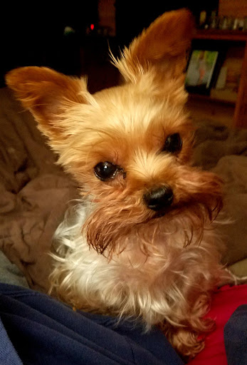 Pet Supply Store «PetSmart», reviews and photos, 3431 Tittabawassee Rd, Saginaw, MI 48604, USA