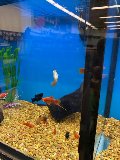 Pet Supply Store «Petco Animal Supplies», reviews and photos, 13741 S Tamiami Trail #2, Fort Myers, FL 33912, USA