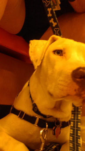 Pet Supply Store «PetSmart», reviews and photos, 1450 Spring Meadows Dr, Holland, OH 43528, USA