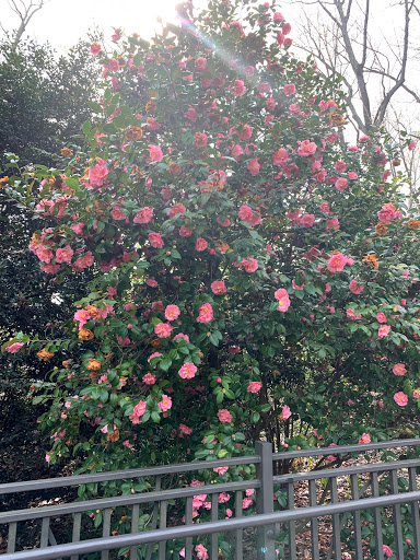 Botanical Garden «Atlanta Botanical Garden», reviews and photos, 1345 Piedmont Ave NE, Atlanta, GA 30309, USA