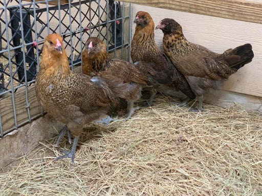 Animal Feed Store «Wabash Feed & Garden Store», reviews and photos, 4537 N Shepherd Dr, Houston, TX 77018, USA