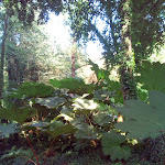 Photo n° 16 de l'avis de Corinthe.. fait le 17/07/2019 à 18:56 pour Jardin en Hommage à Jacques Prevert à La Hague