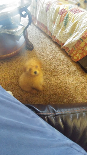 Convenience Store «Speedway», reviews and photos, 106 Port Watson St, Cortland, NY 13045, USA