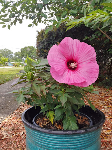 Hardware Store «Proctor Ace Hardware», reviews and photos, 5723 University Blvd W, Jacksonville, FL 32216, USA