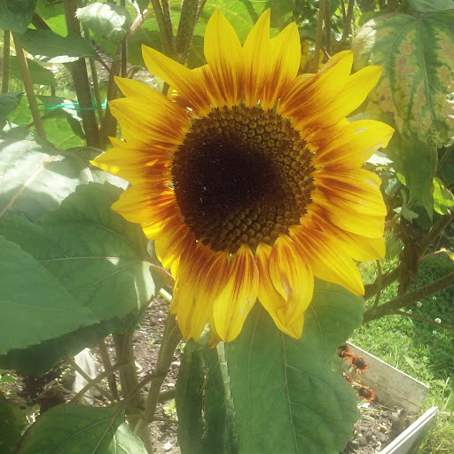 Florist «Fort Myers Flower House», reviews and photos, 3441 Fowler St, Fort Myers, FL 33901, USA