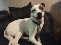 Zoomies K9 Care - Photo 6 - Car repair in , Naperville