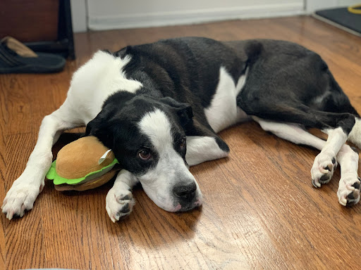 Pet Supply Store «Pet Supplies Plus», reviews and photos, 1704 Greenville Ave, Dallas, TX 75206, USA