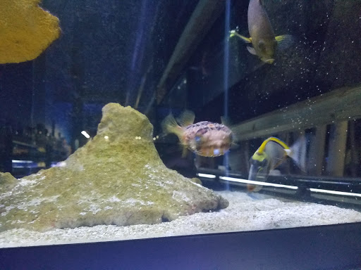 Tropical Fish Store «Living Art Aquarium», reviews and photos, 708 S Gammon Rd, Madison, WI 53719, USA