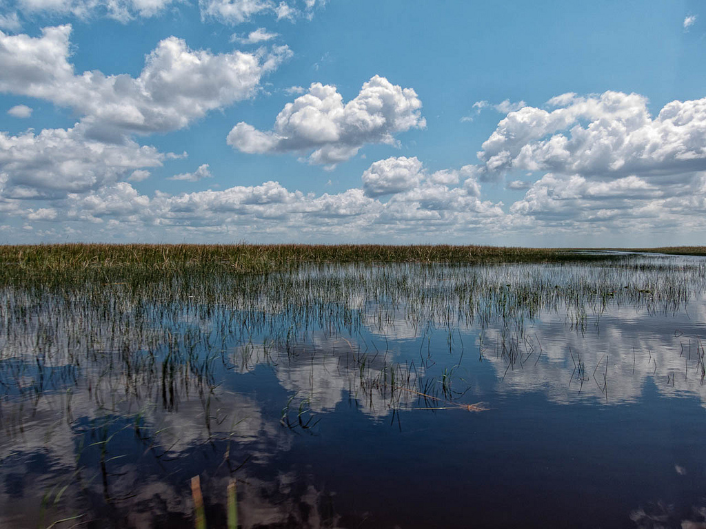 Los Everglades | El río de hierbas. Foto: Eduardo Riestra