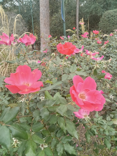 Park «Town Green Park», reviews and photos, 2099 Lake Robbins Dr, The Woodlands, TX 77380, USA