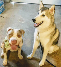 Curtner Pet Clinic & Hospital - Photo 8 - Car repair in San Jose, CA, San Jose