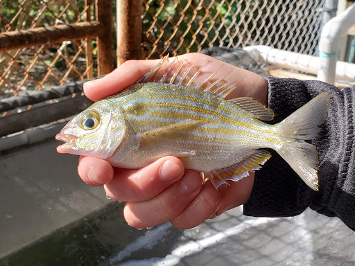 Bait Shop «Angler 360 Bait Tackle and Apparel Co. Belleair Causeway», reviews and photos, 3900 W Bay Dr, Belleair Bluffs, FL 33770, USA