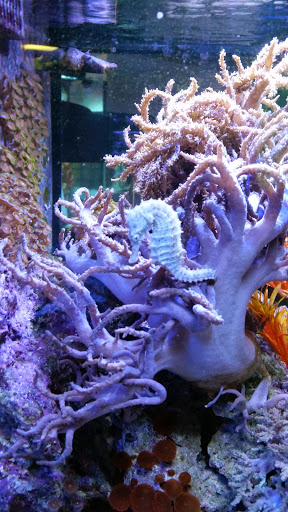 Pet Store «Reeftop Aquariums-Pet Boutique», reviews and photos, 13250 SW 87th Ave, Miami, FL 33176, USA