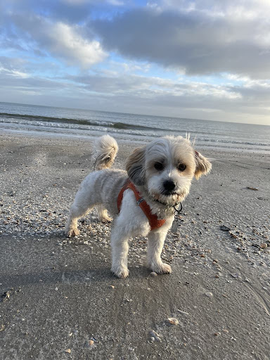 Vodskov Hundesalon in Vodskov, Aalborg