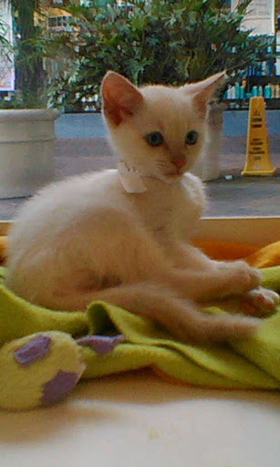 Pet Adoption Service «Found Animals Adopt & Shop», reviews and photos, 353 Lakewood Center Mall, Lakewood, CA 90712, USA