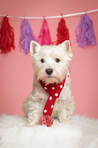 Pet Store «PetSaver Healthy Pet Superstore (Greece Location)», reviews and photos, 1596 W Ridge Rd, Rochester, NY 14615, USA