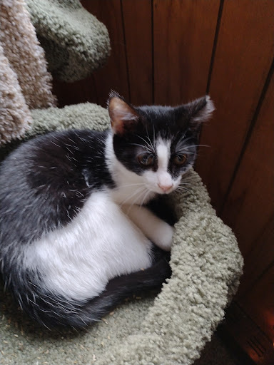 Pet Supply Store «Pet Supplies Plus», reviews and photos, 7570 Pearl Rd, Middleburg Heights, OH 44130, USA