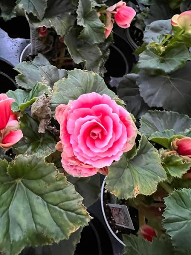 Florist «TG Designs», reviews and photos, 19231 Longmeadow Rd, Hagerstown, MD 21742, USA