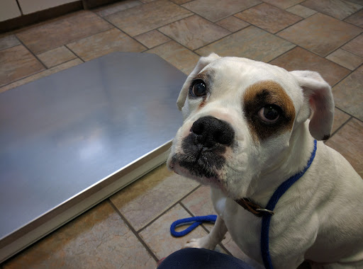 Gregg Animal Hospital image