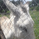 Photo n°3 de l'avis de Sonia.. fait le 16/05/2022 à 06:29 sur le  Agriturismo La Melazza à Rome