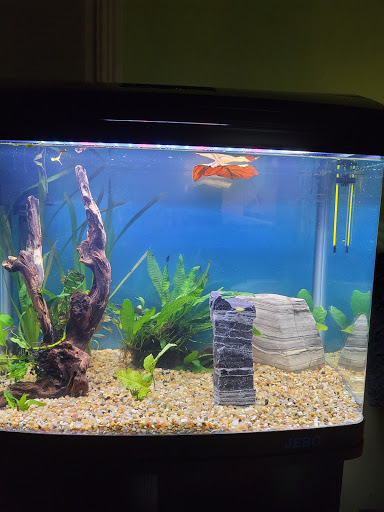 Aquarium Shop «Total Fish & Pets», reviews and photos, 137 Valley Blvd, Alhambra, CA 91801, USA