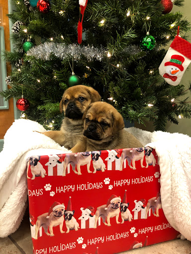 Pet Store «Happiness Is Pets», reviews and photos, 2936 Showplace Dr, Naperville, IL 60564, USA