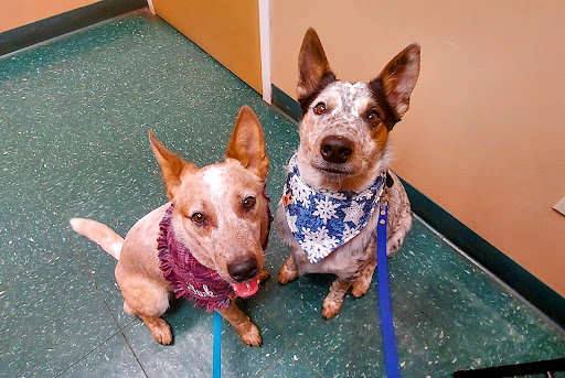 Meyer Veterinary Hospital image