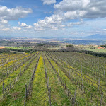 Photo n°7 de l'avis de Jan.o fait le 08/03/2024 à 15:26 sur le  Poggio le Volpi Enoteca Wine & Food à Monte Porzio Catone