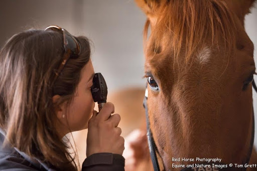 Pinewood Equine