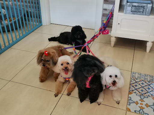 Pensioni per cani e dog hotel a Luxury Dogs