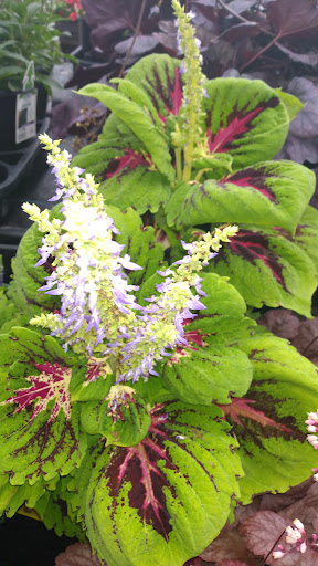 Department Store «Walmart Supercenter», reviews and photos, 1275 Lake Ave, Woodstock, IL 60098, USA