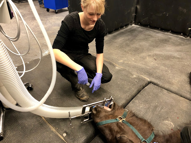 Anmeldelser af Horsedoc Hestehospital - Hestetandklinik - Hestedyrlæge - Århus i Aarhus - Dyrlæge