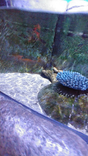 Aquarium «SEA LIFE Aquarium», reviews and photos, 1 Legoland Dr, Carlsbad, CA 92008, USA