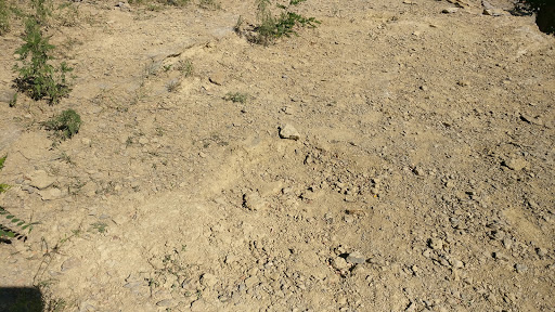 Park «Trammel Fossil Park», reviews and photos, Tramway Dr, Sharonville, OH 45241, USA