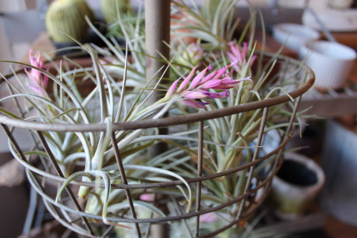 Gift Shop «Dancing Elephant, Inc.», reviews and photos, 2006 San Marco Blvd, Jacksonville, FL 32207, USA