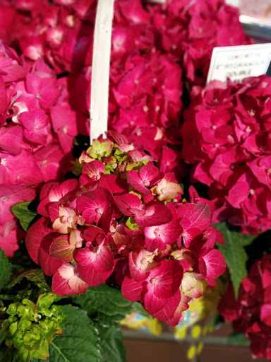 Florist «Thrifty Florist Ann Arbor», reviews and photos, 3021 Carpenter Rd, Ypsilanti, MI 48197, USA